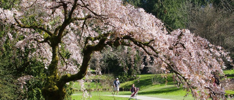 Spring Arboretum Szaba Angela