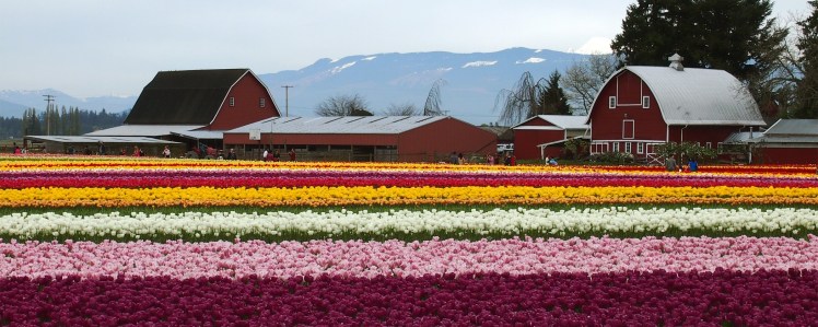 Tulip Festival