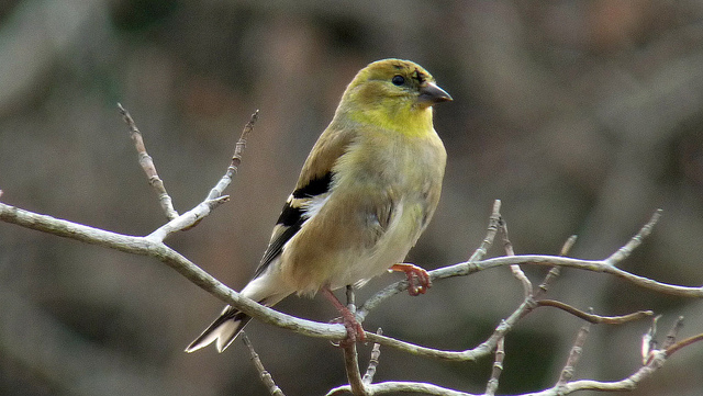 “Goldfinch” © Chickens in the Trees, Flickr Creative Commons